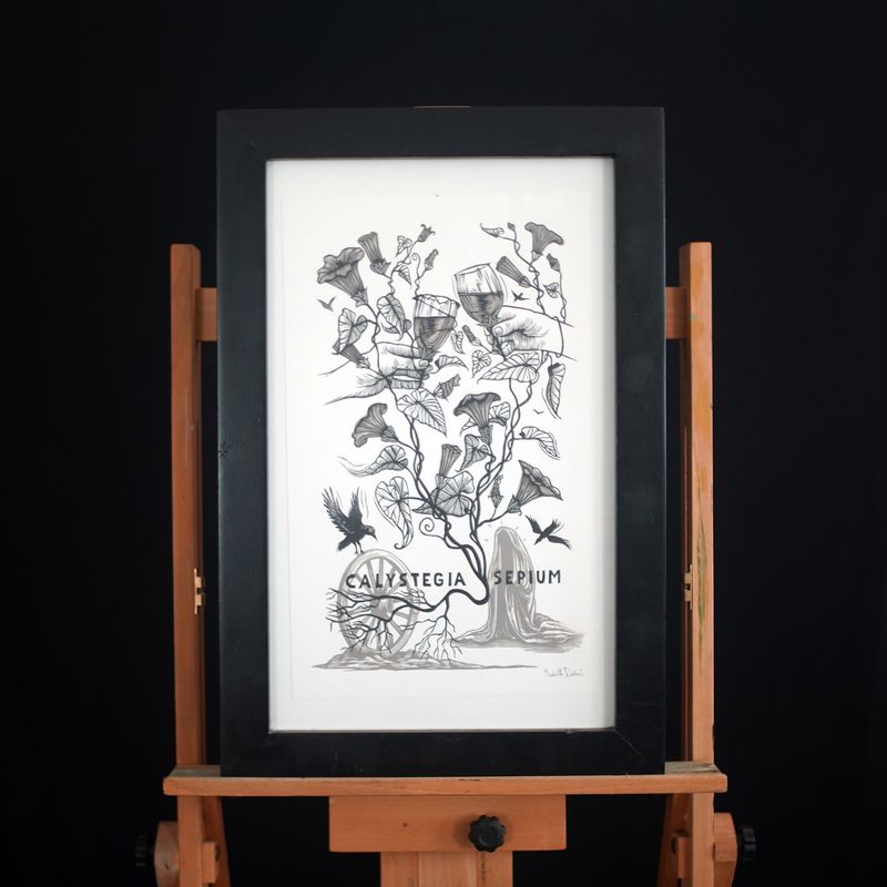 Calystegia Sepium / 2 colors