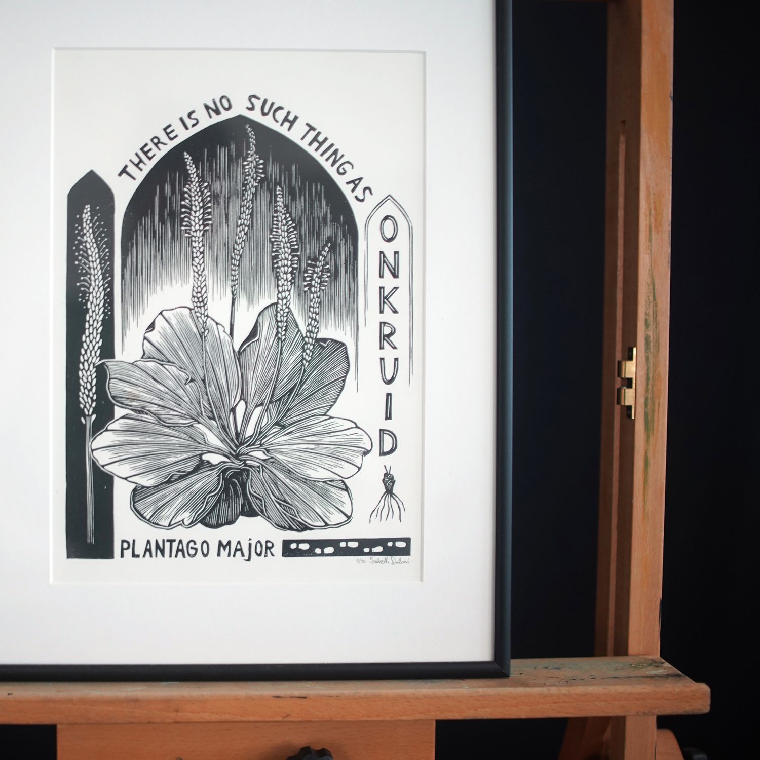 Plantego Major / Soft Pink