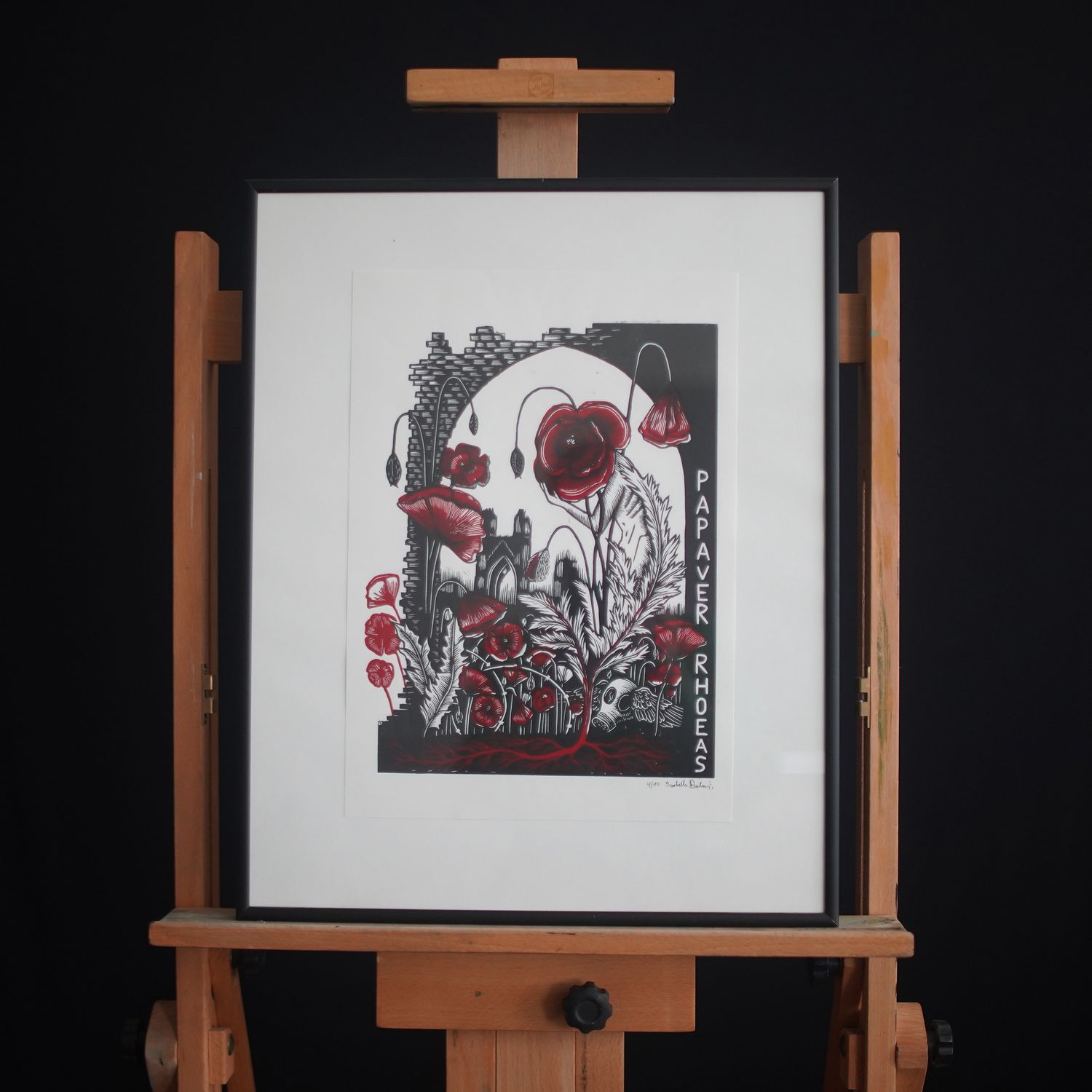 Papaver Rhoeas / Black and Red