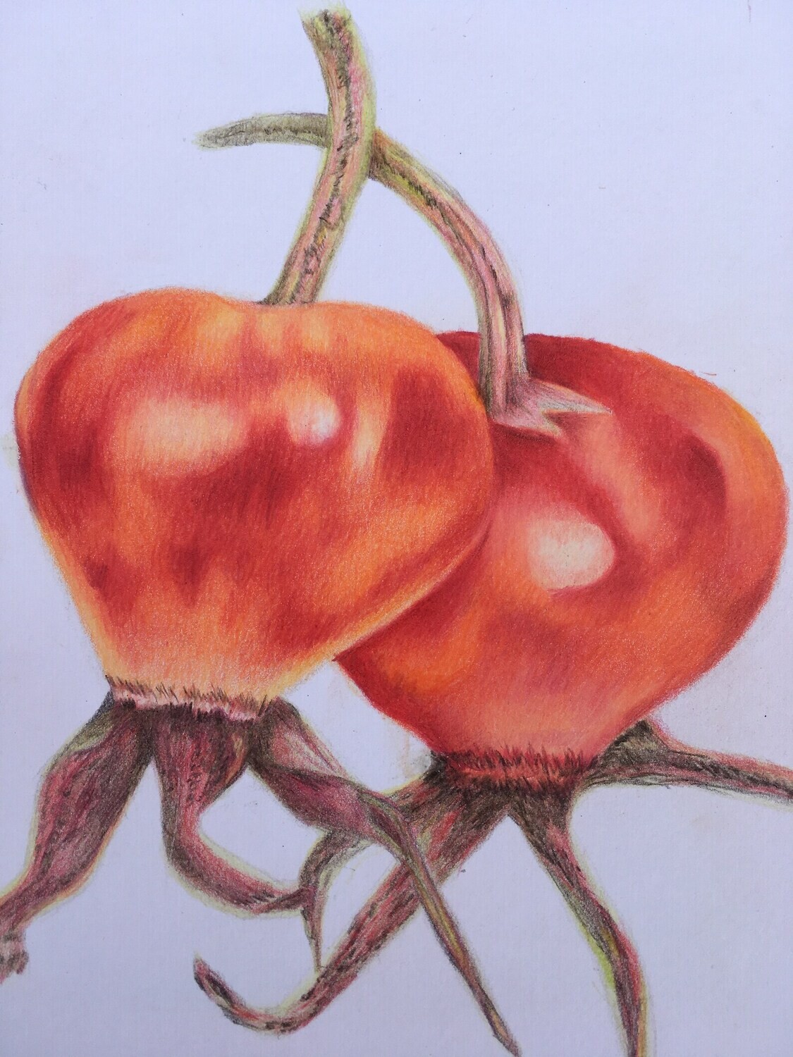 Rose hips Fine Art Prints