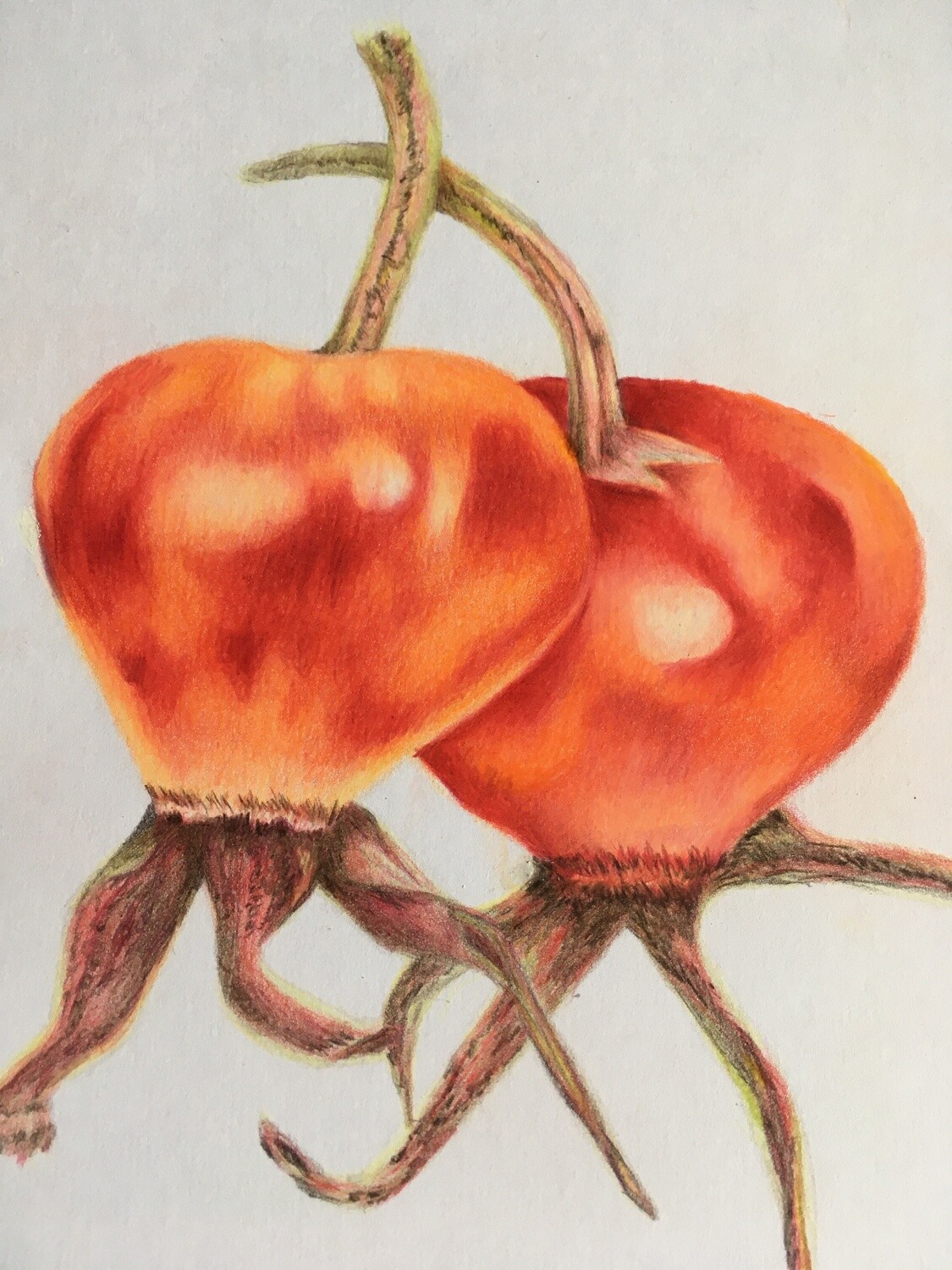 Rose hips Fine Art cards