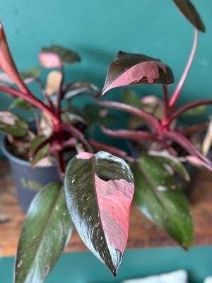 Philodendron ‘Pink Princess’
