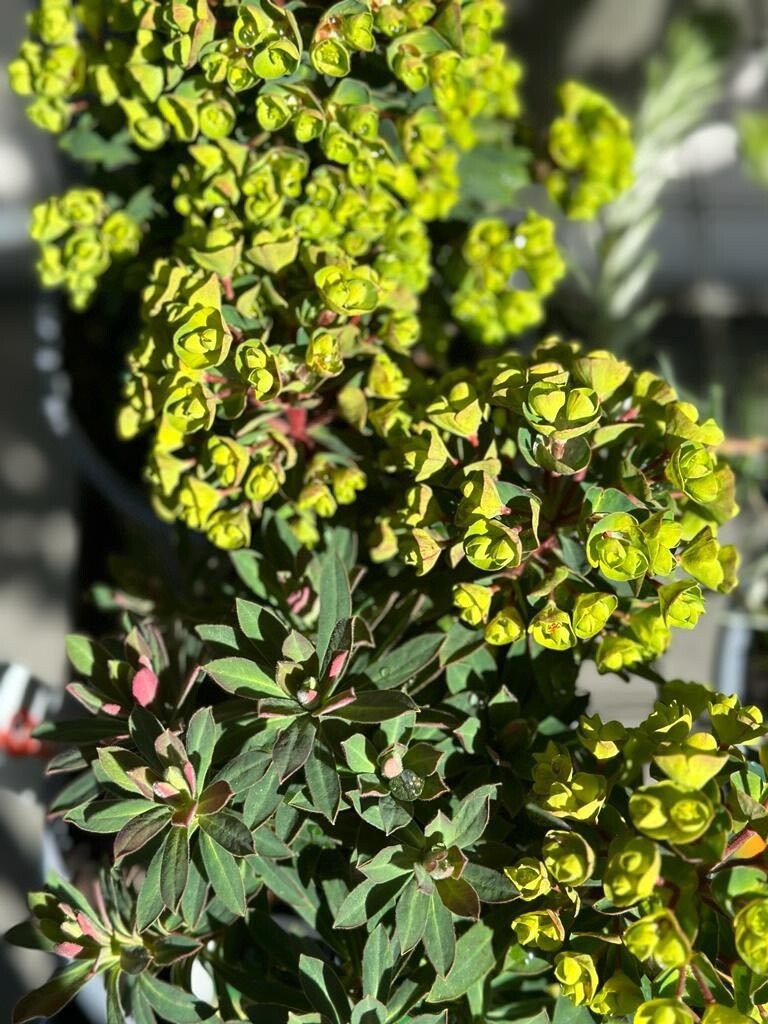 Euphorbia 'kea'