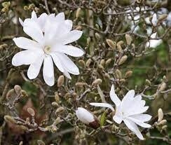 Magnolia ‘Stellata’ – Star Magnolia