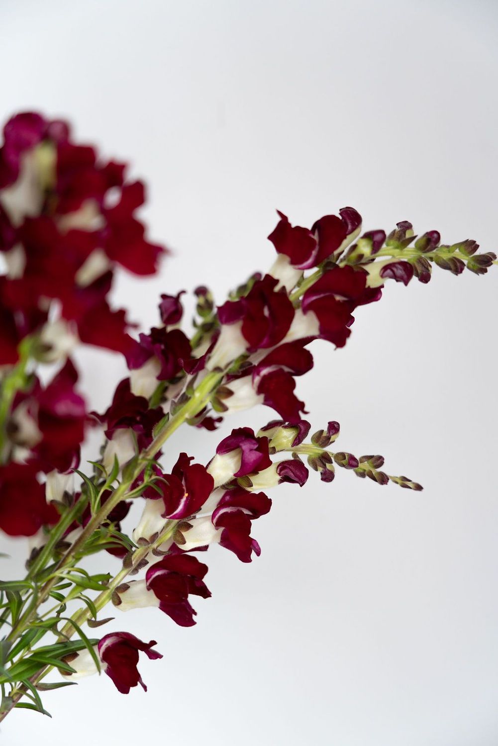 Abundance!