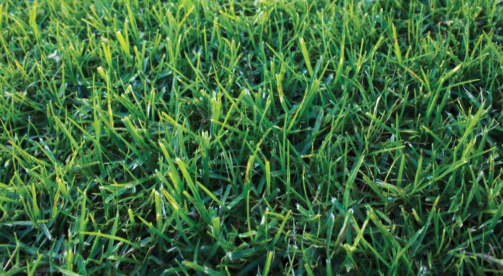 Kikuyu Seeds (1kg)