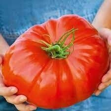 Hybrid Tomato Big Zac