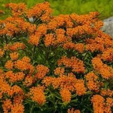 Butterfly Milkweed - Orange