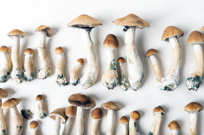 Shrooms and chocolate bars