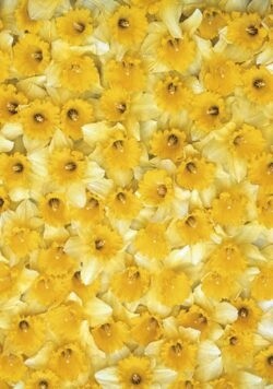 GT Daffodils Tag (5)
