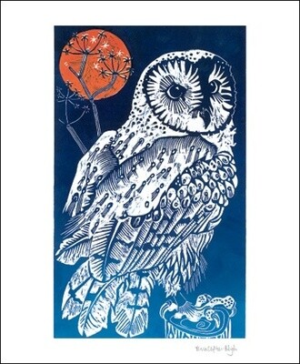 GC Barn Owl (12)