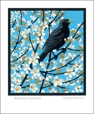 GC Blackthorn Bbird (12)