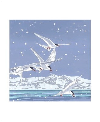 GCX Snowy Terns (12)