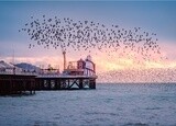 PC Palace Pier Murmuration