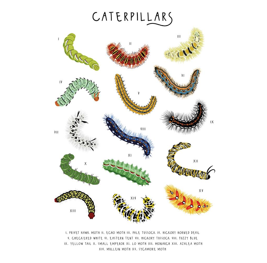 GC Caterpillers (12)
