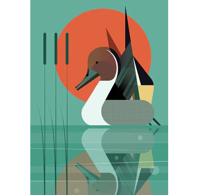 GC Pintail (12)