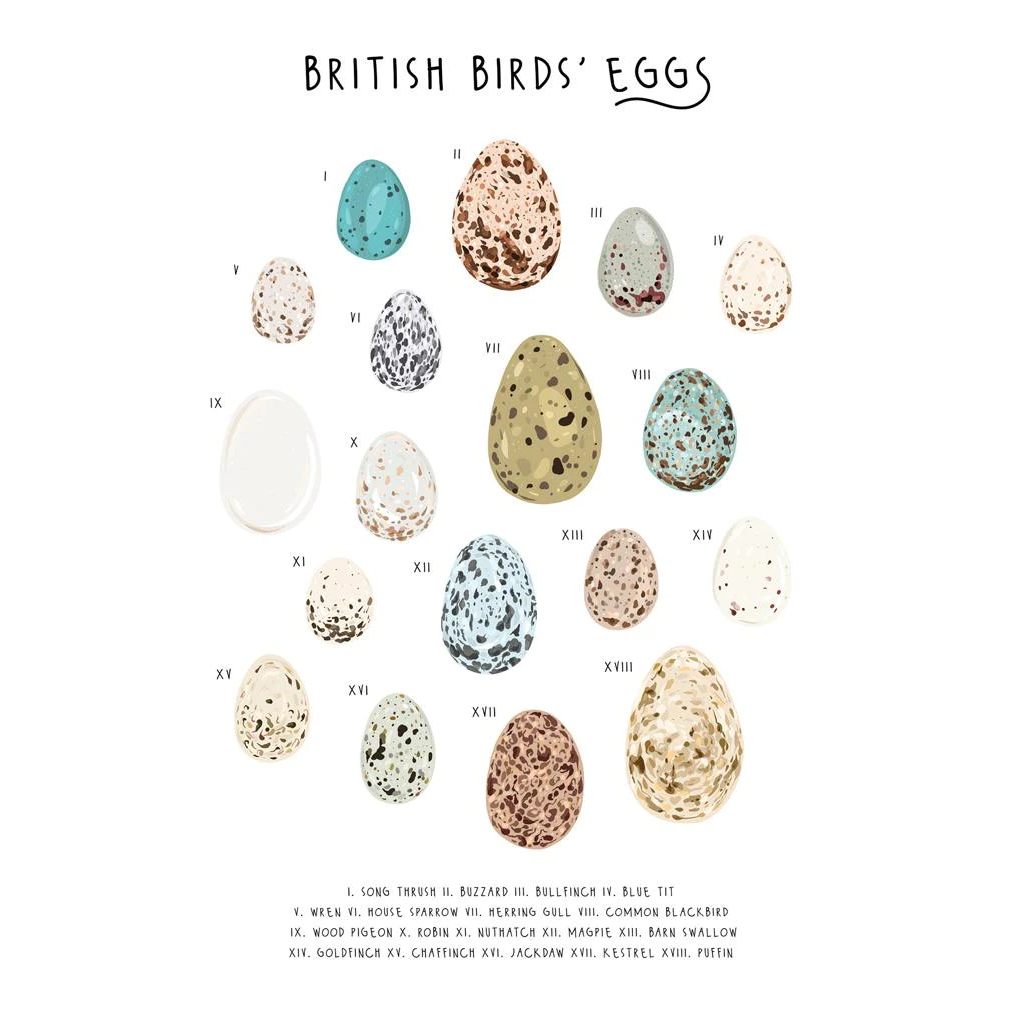 GC British Birds&#39; Eggs (12)