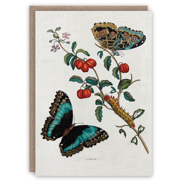 GC Caterpillar and Butterflies Greeting Card