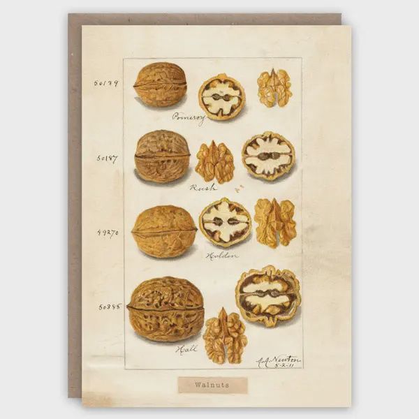 GC Walnuts Greeting Card
