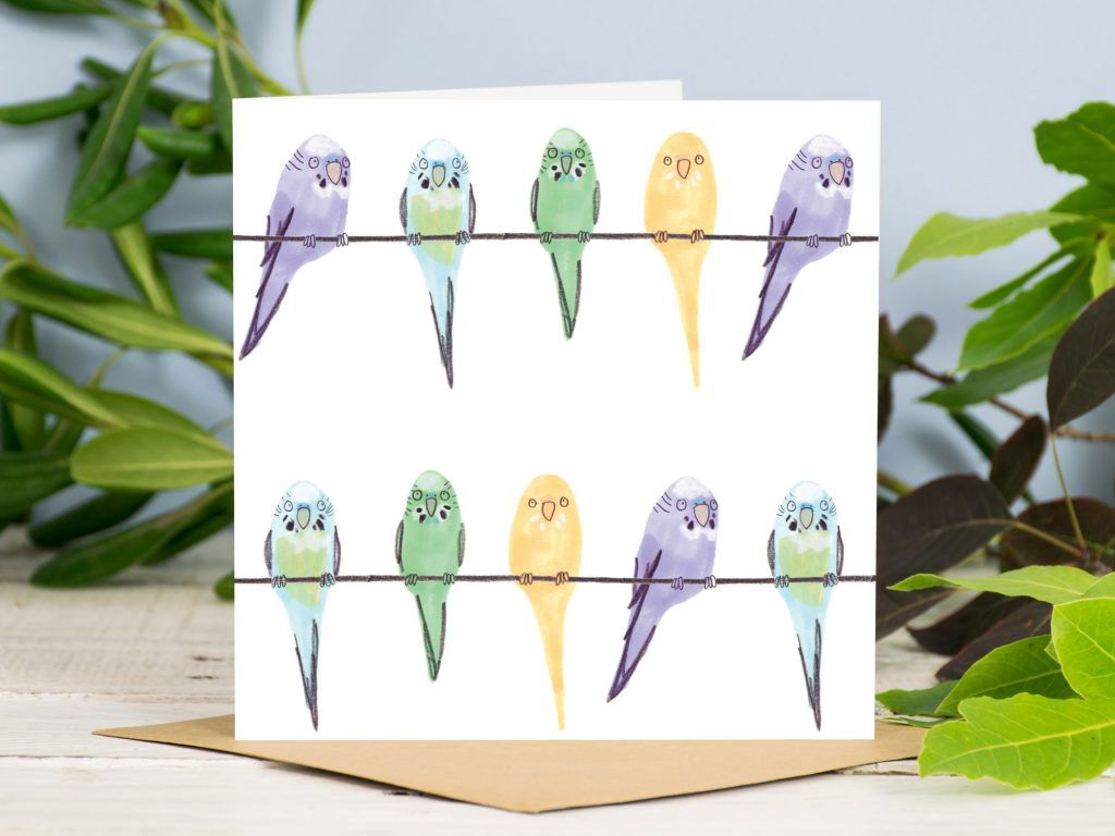 GC Budgies