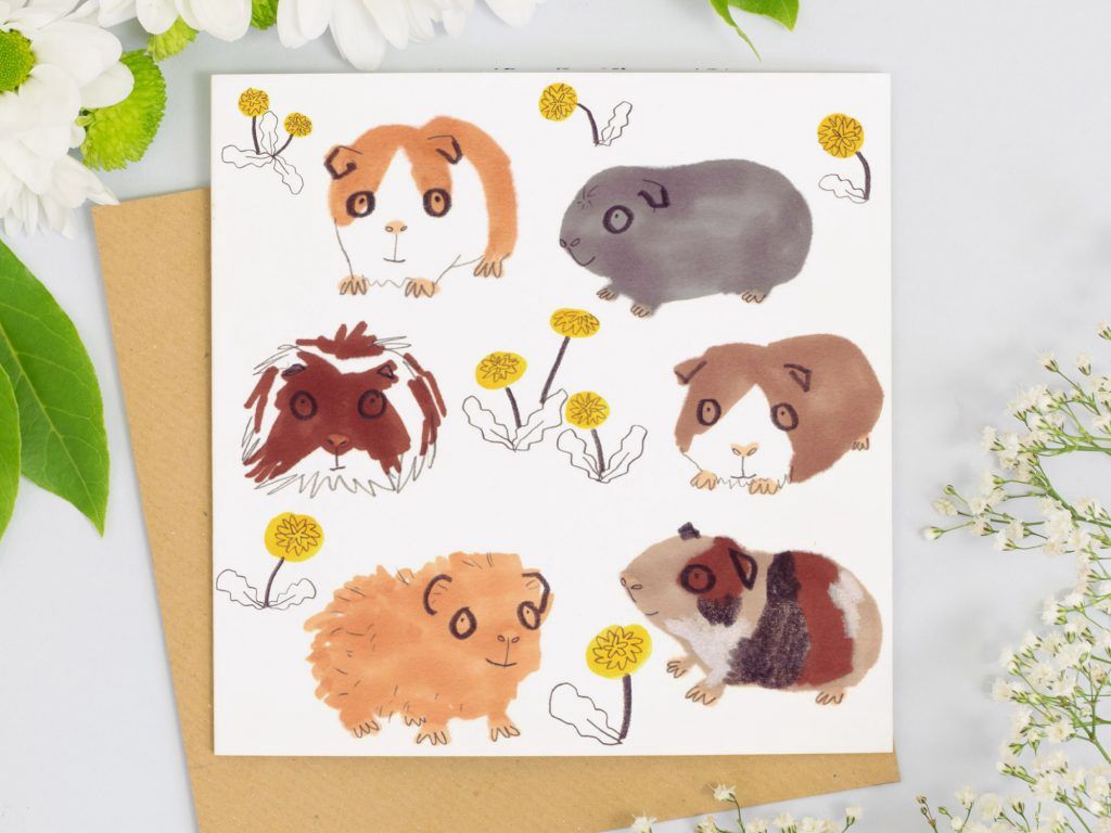 GC Guinea Pigs