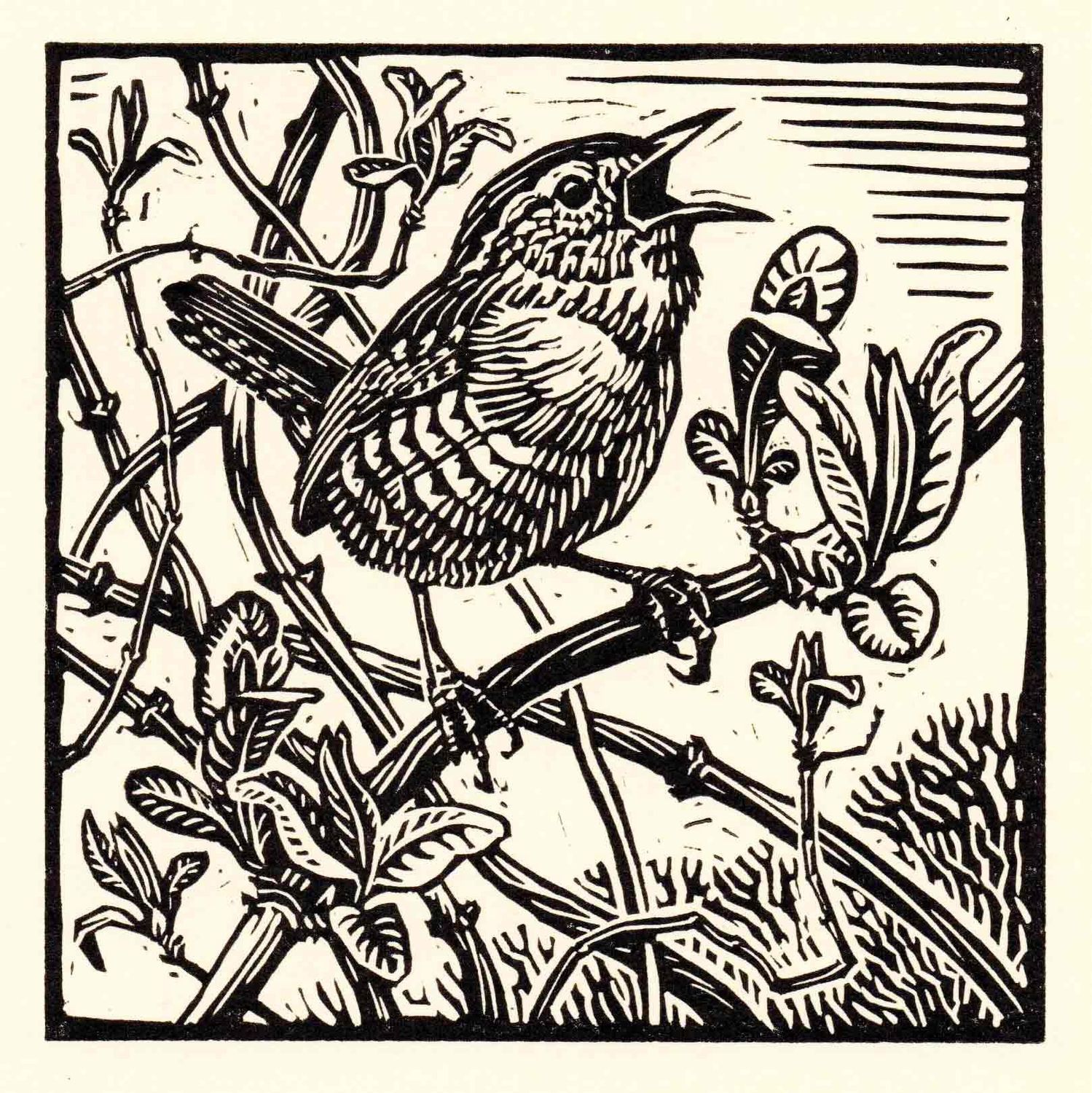 GC Wren