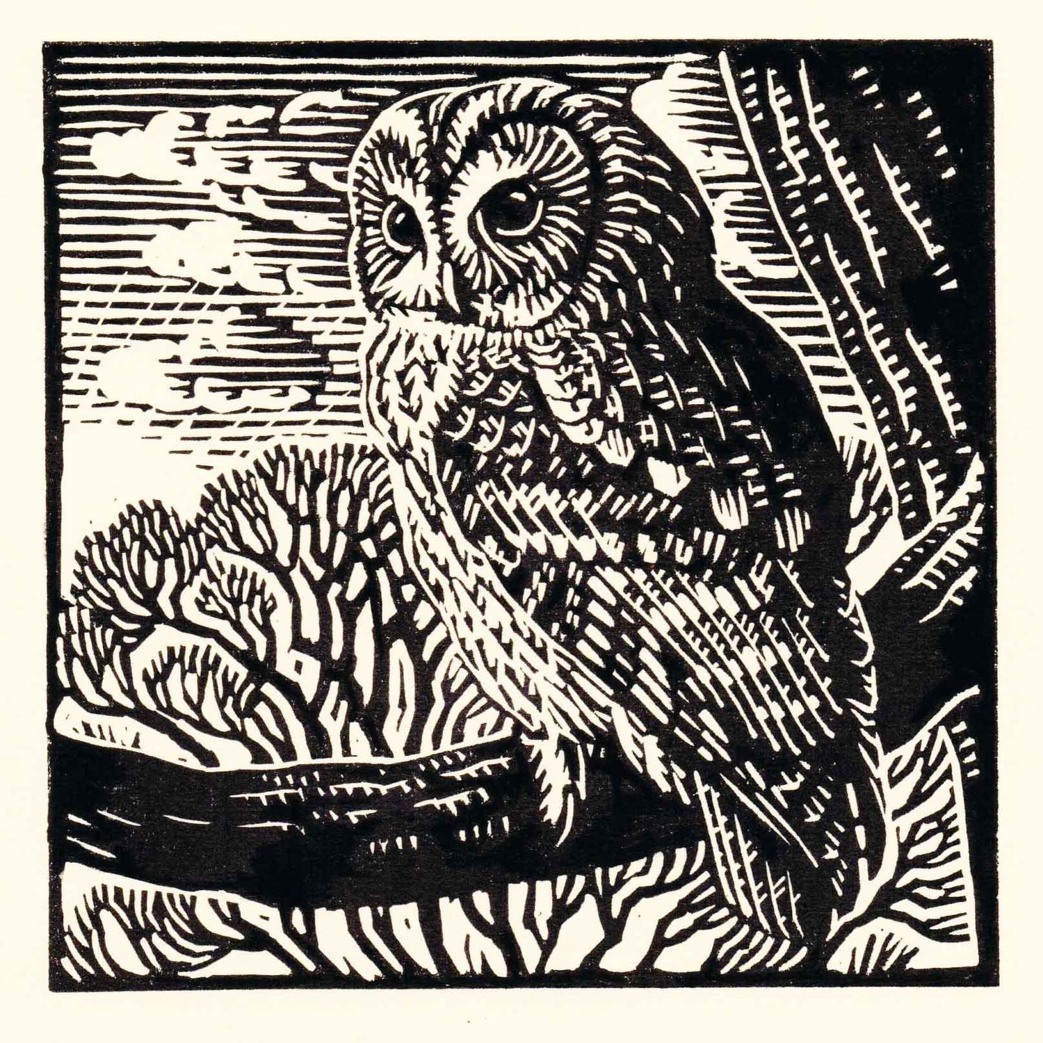 GC Tawny Owl