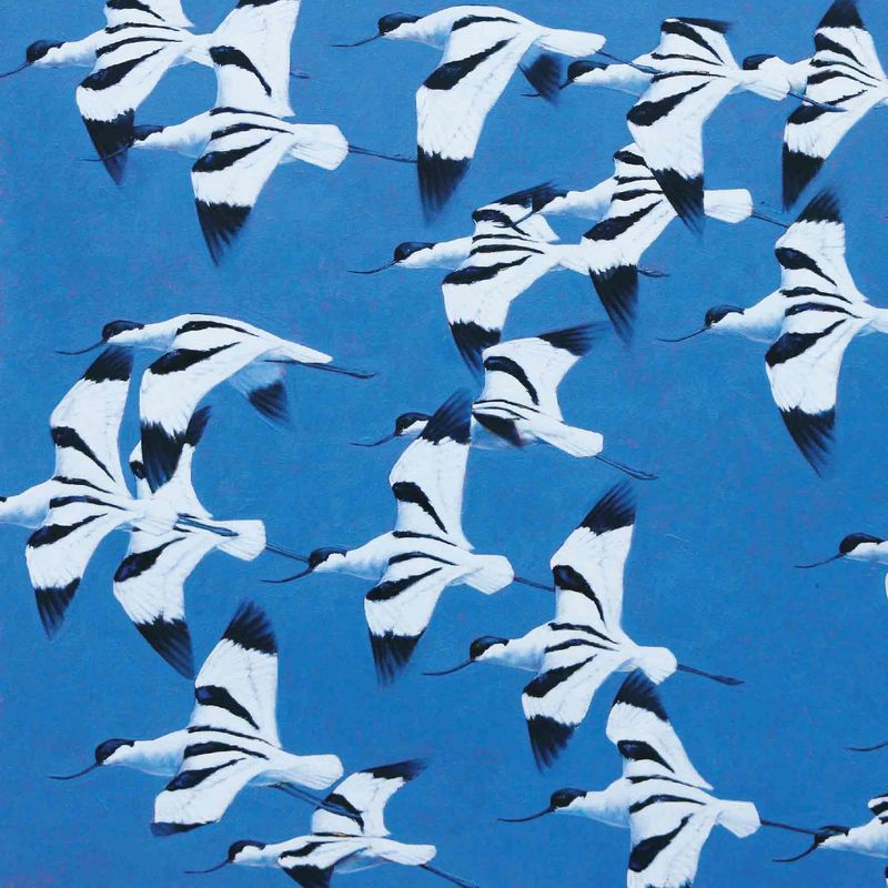 GC Avocets China Fleet