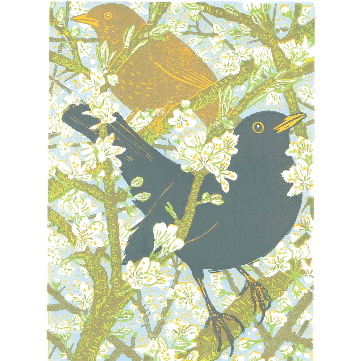 GC Blackthorn Bbirds