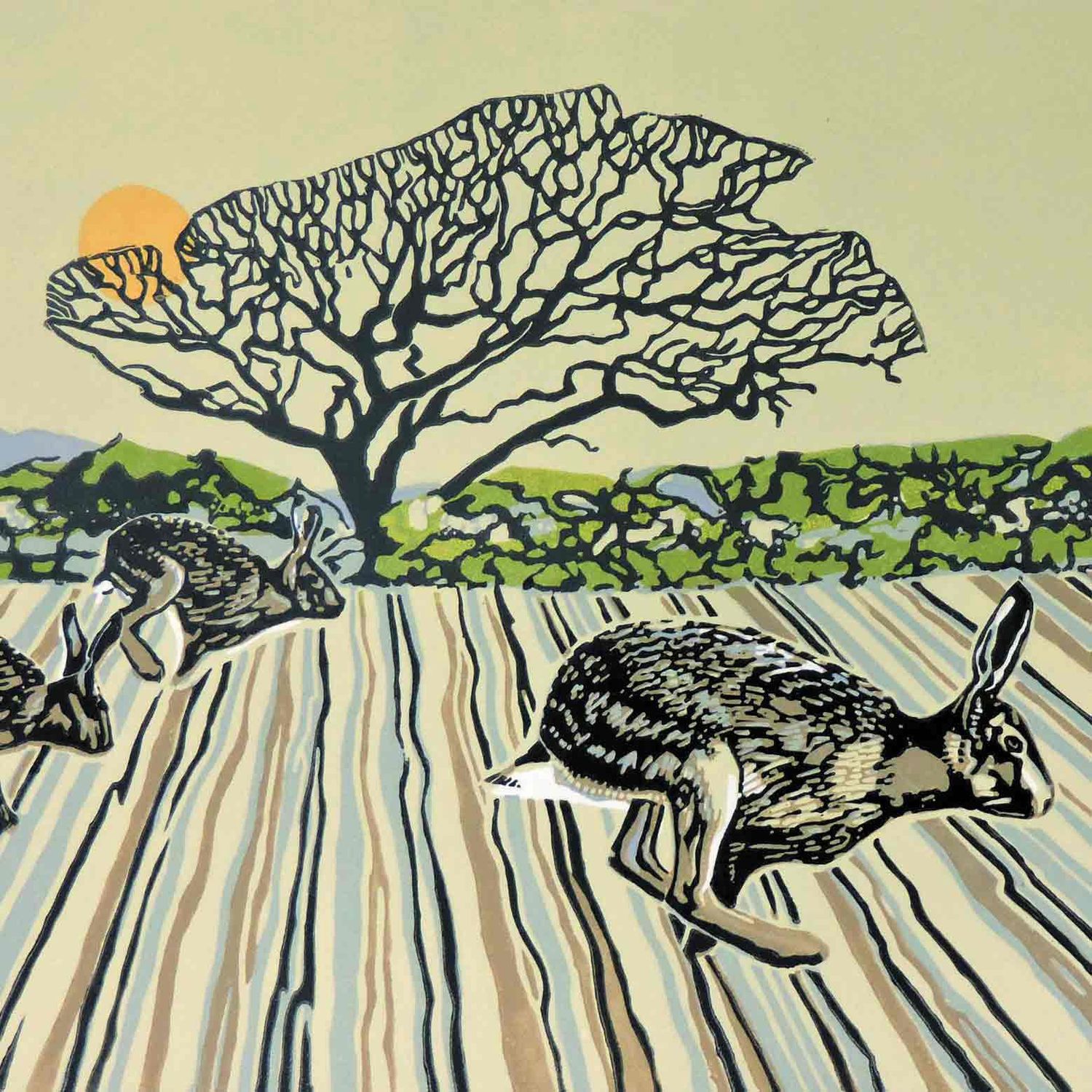 GC Alexander/ Racing Hares