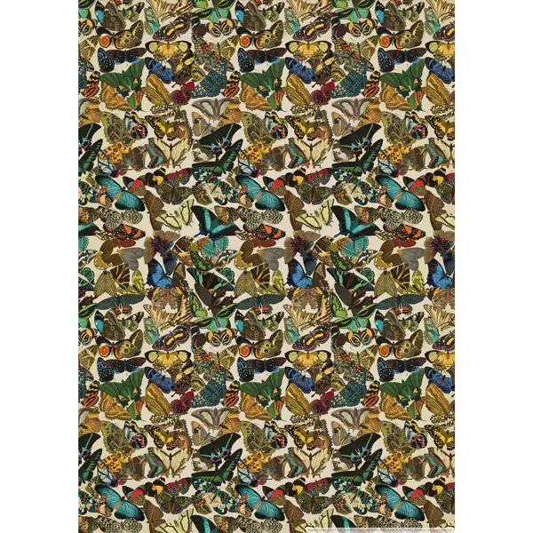GW Butterflies Poster-Wrap