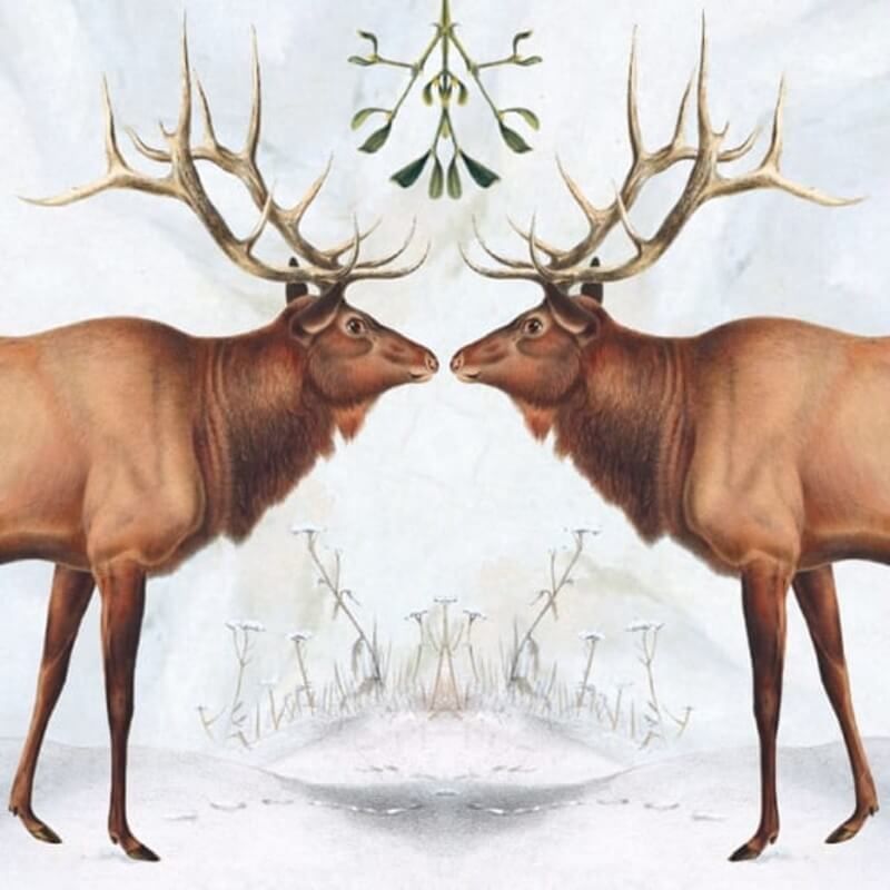 GCX American Elk