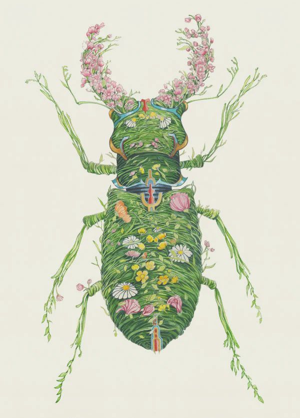 XGC Stag Beetle