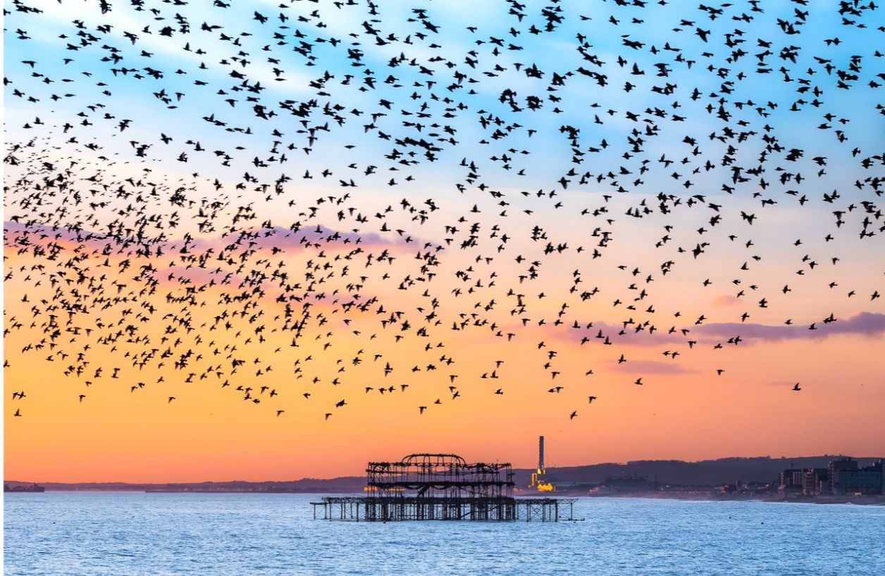 PC West Pier Murmuration