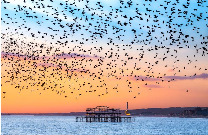 PC West Pier Murmuration