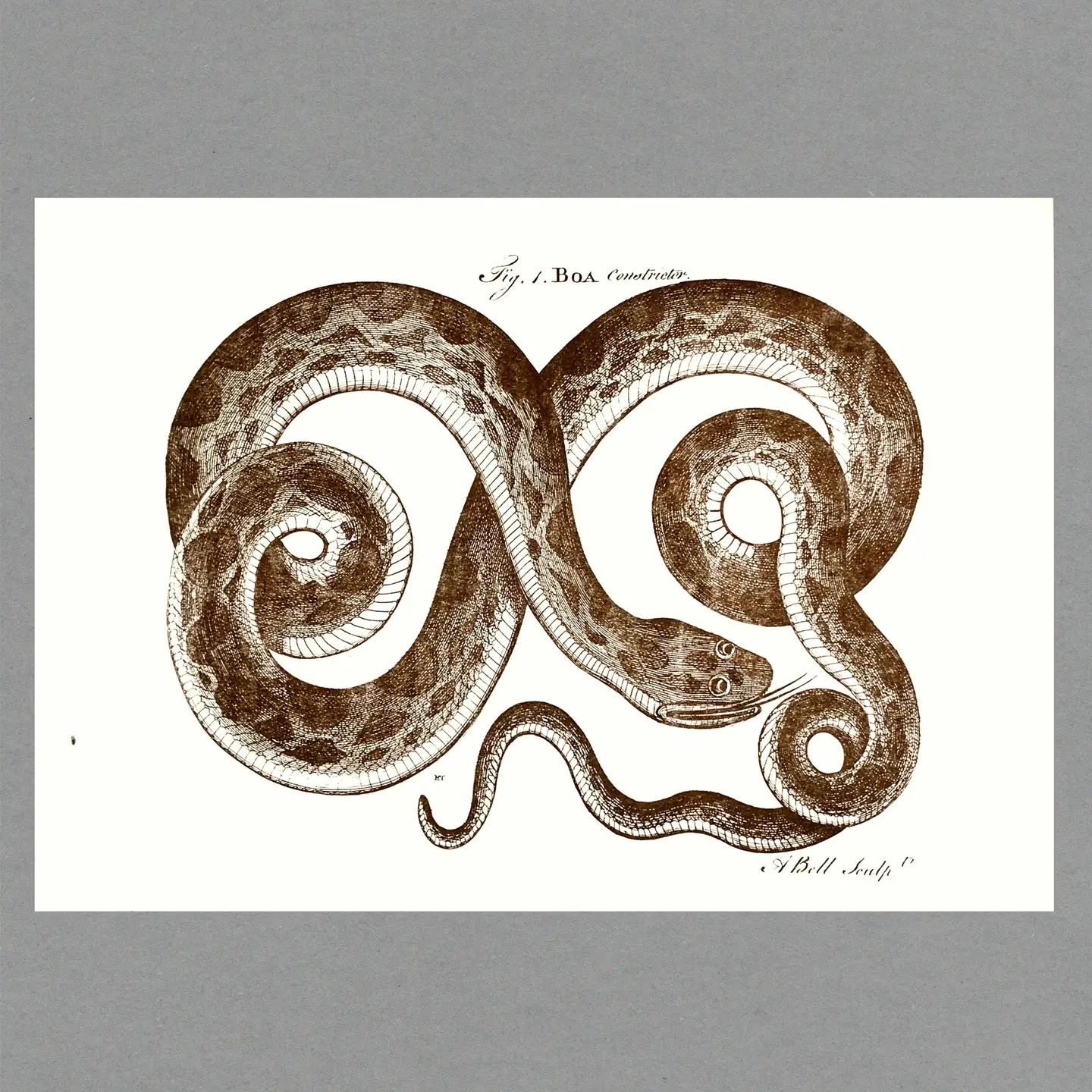 PT Boa Snake A3 Risograph Print