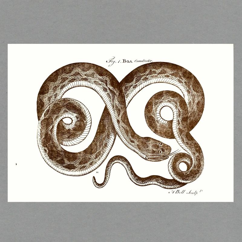 PT Boa Snake A3 Risograph Print