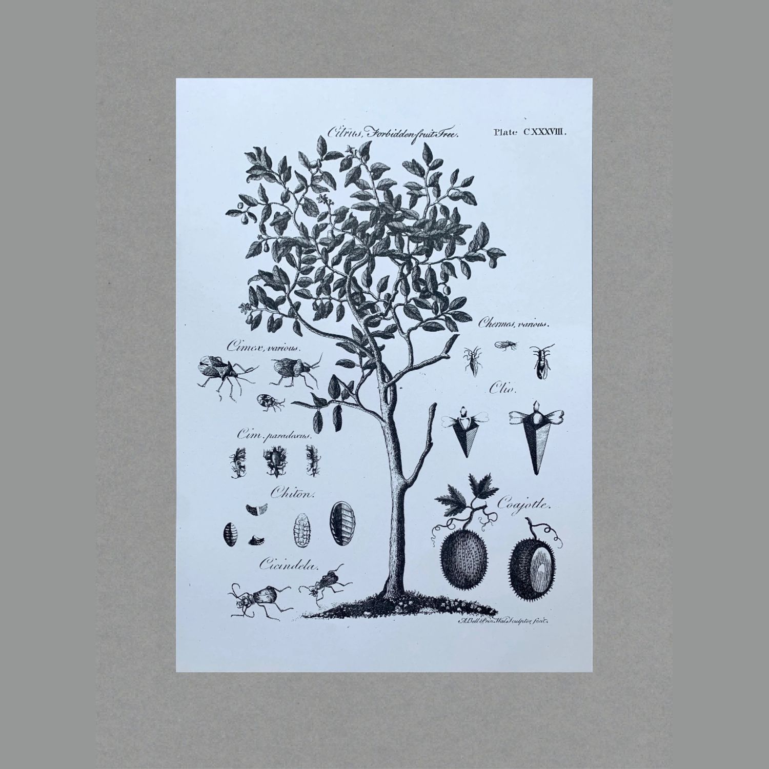 PT Forbidden Fruit Tree Risograph A3 Print