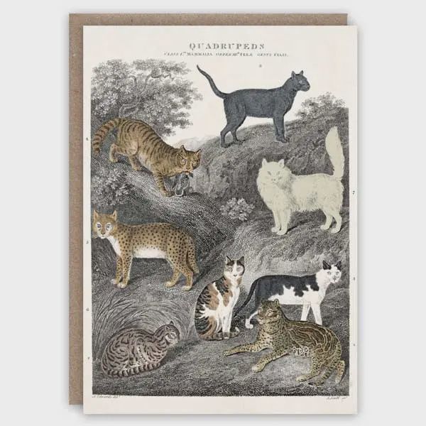 GC Cats Greetings Card