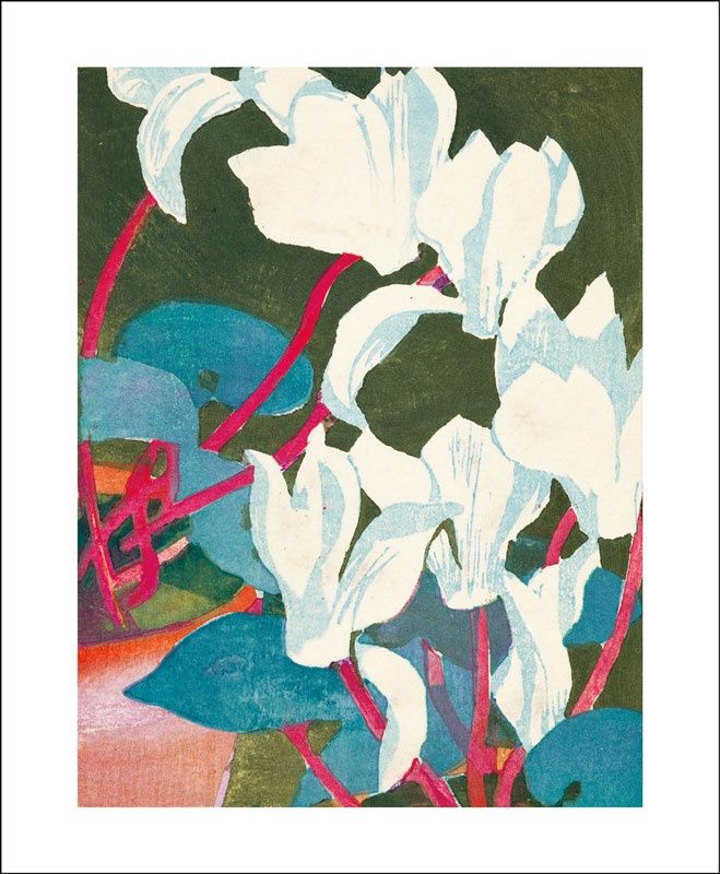 GC Cyclamen (12)