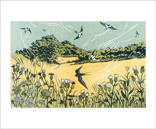 GC Bayfield Swallows (12)