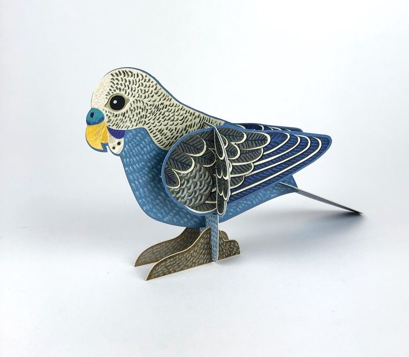 GC Pop-out Budgie (12)