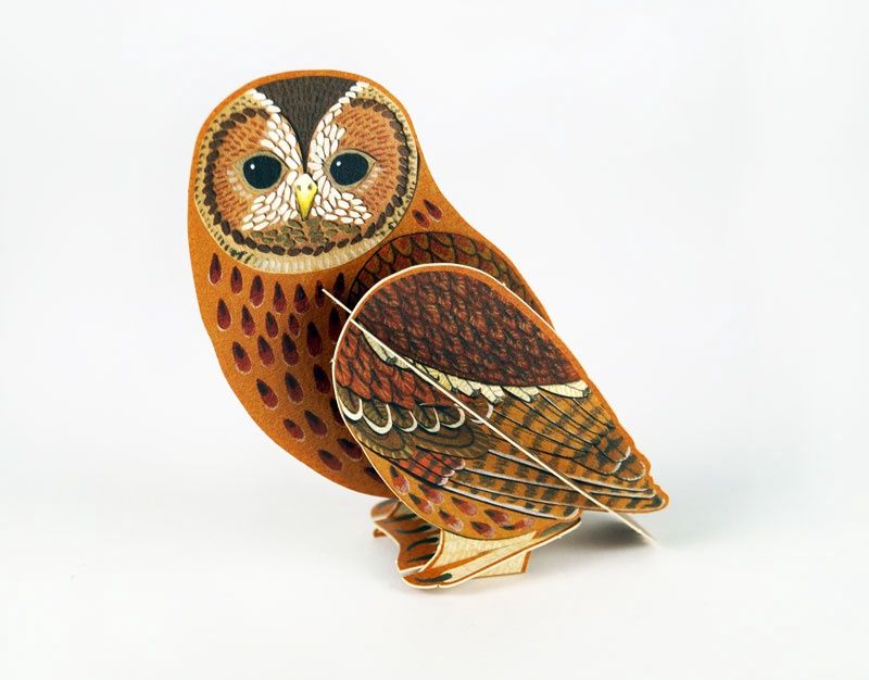GC Tawny OwlAM (12)