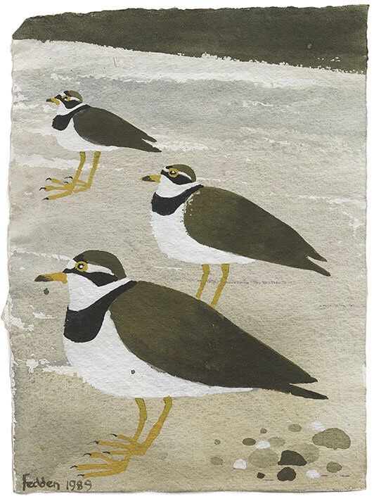 GC Ringed Plovers