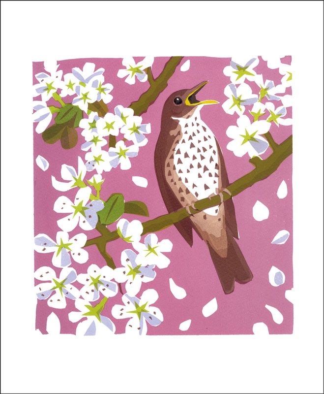 GC Song Thrush (12)