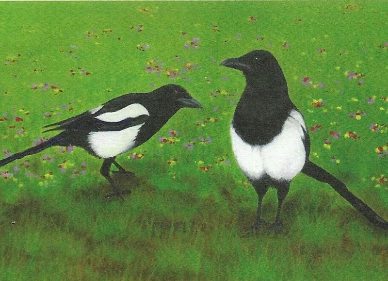 GC FSC Magpies (1)
