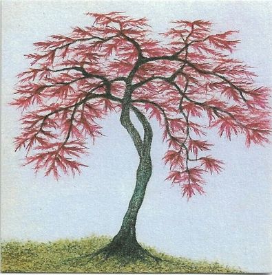 GC FSC Pink Acer (1)