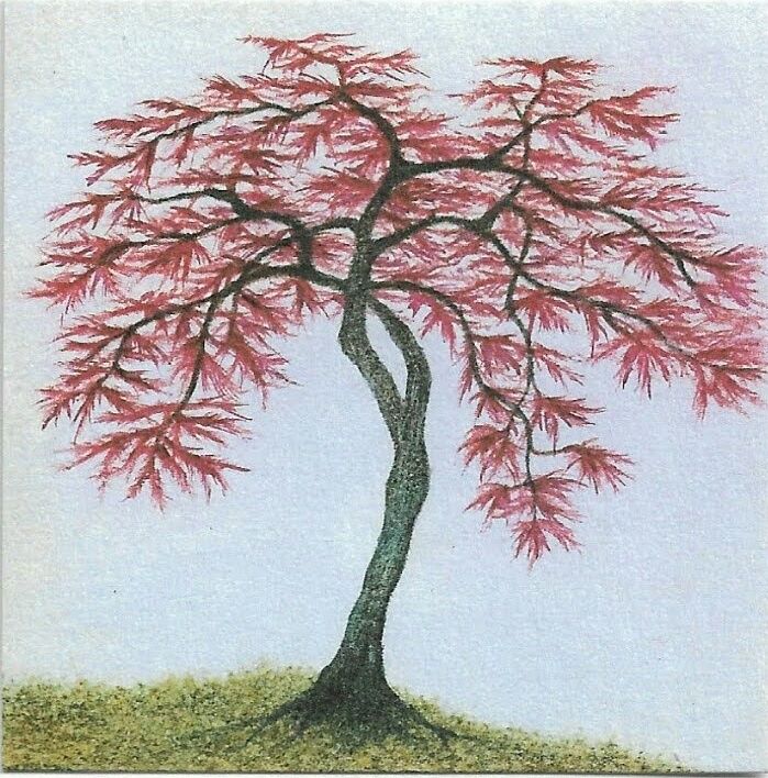 GC FSC Pink Acer (1)