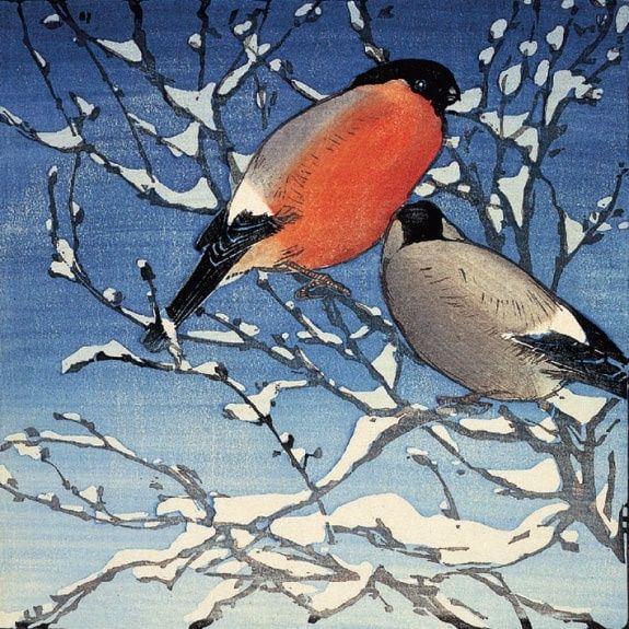 GCX Bullfinches Seaby