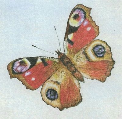 GC FSC Peacock Butterfly (1)